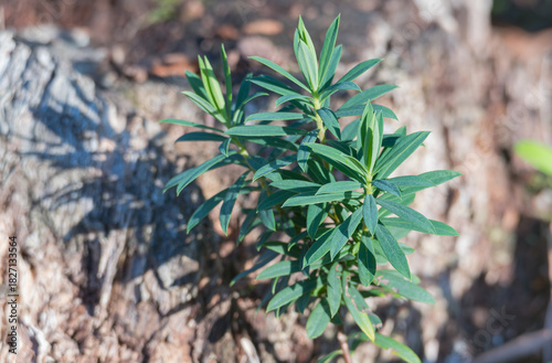Young Flax leaved Daphne shrub Daphne gnidium plant detail