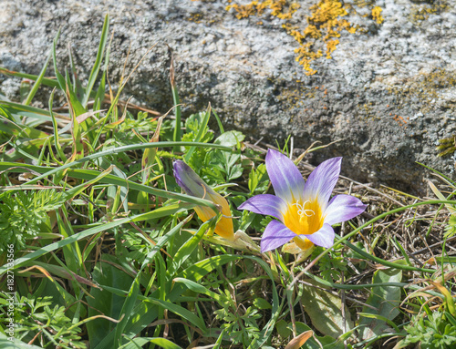 Wild Romulea Bulbocodium Flower in Spring Meadow