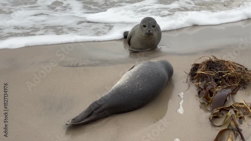 Zwei Kegelrobben auf der Landzunge Grenen nahe Skagen, Dänemark