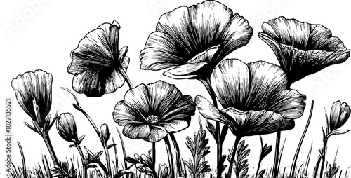 Intricate engraved illustration of blooming meadow flowers for decorative design