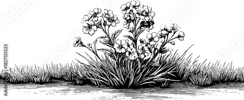 Detailed vintage engraving of blooming meadow plant with hand-drawn decorative floral design for nature-inspired projects