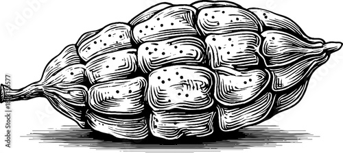 Engraved botanical seed pod illustration featuring vintage decorative design elements