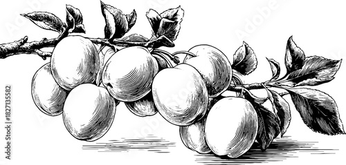 Decorative engraved illustration of wild plum branch for natural design and print projects