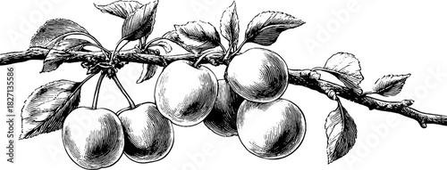 Vintage engraved illustration of wild plum branches for decorative design