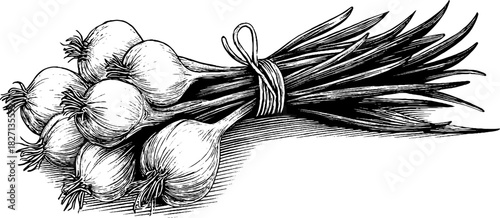 Vintage engraving of a wild onion bundle for decorative design and labeling
