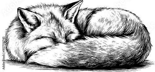 Vintage hand drawn engraving of a curled fox tail with decorative silhouette design