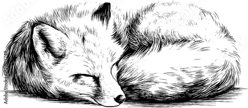 Vintage engraved illustration of a sleeping fox with curled tail for design and decoration