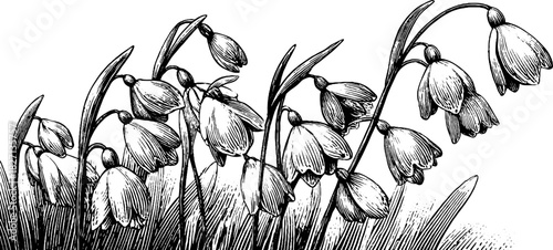 Vintage snowdrop flowers hand-drawn decorative illustration for botanical design