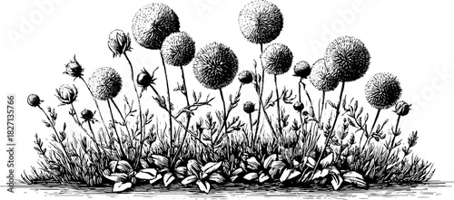 Elegant botanical border design for decorative and artistic projects