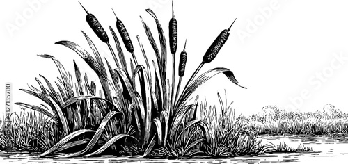 Engraved decorative border with ornamental nature elements