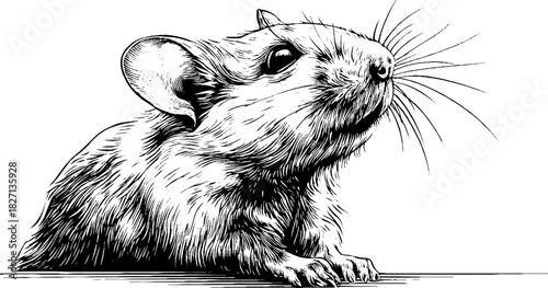 Engraved decorative illustration of a field mouse sitting - vintage hand drawn design for posters and cards