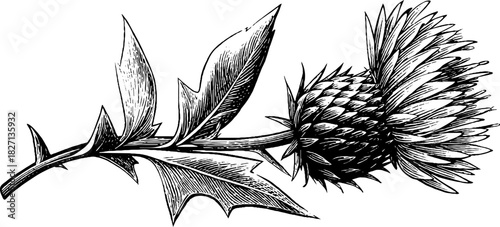Decorative engraving of field thistle - vintage botanical art for design and decor