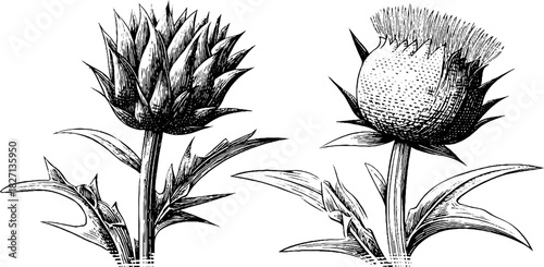 Vintage engraved illustration of field thistle plants - botanical sketch for design use