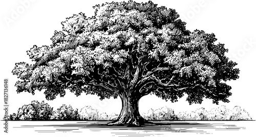 Decorative engraving of leafy tree silhouette - retro nature design for prints and posters