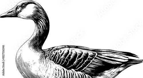 Vintage engraving of a perched goose illustration for design
