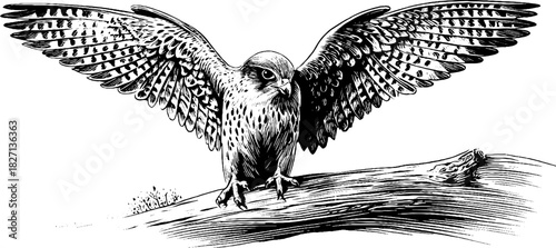 Vintage engraving of perched kestrel spread wings nature illustration for posters or cards