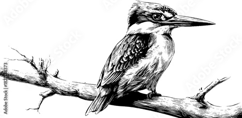 Vintage engraved kingfisher perched on branch - nature and bird-themed decorative design