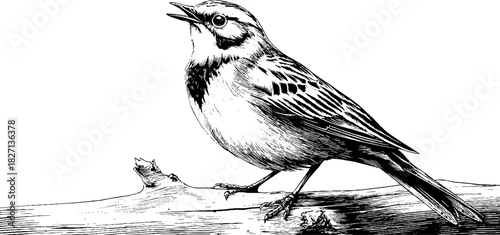 Engraved decorative illustration perched lark bird nature wildlife detailed art vintage sketch.
