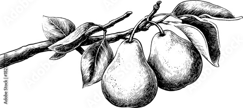Rustic fruit branch with pears - vintage hand drawn illustration for botanical design