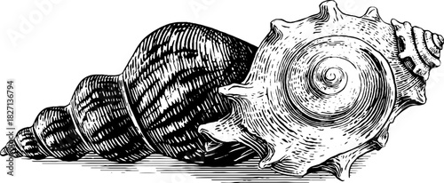 Vintage engraved decorative seashell corner motif for nautical design