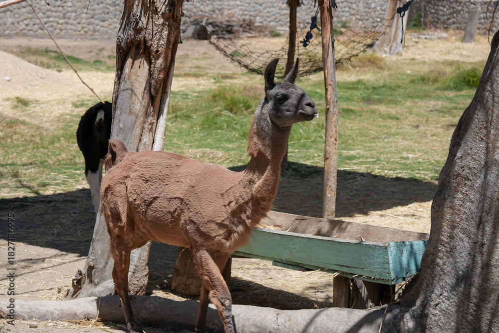 Obraz premium Camélido andino con pelaje de color café y en posición de perfil