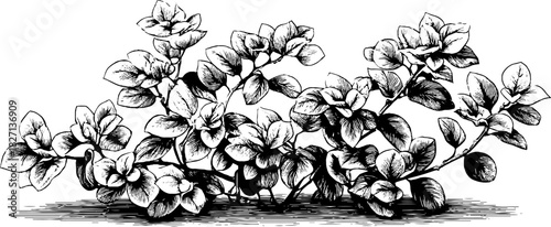 Engraved decorative illustration of a small hedgerow shrub for botanical design and decoration