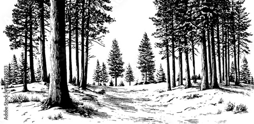 Decorative engraving of a snowy forest clearing scene for winter design