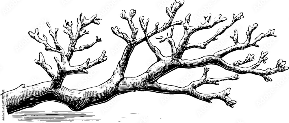 Fototapeta premium Decorative engraved winter branch corner illustration for seasonal design