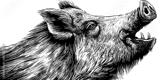 Engraved decorative portrait of a wild boar's head as a detailed hand drawn illustration for design use