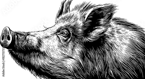Detailed engraving of a wild boar's head - perfect for nature-themed designs