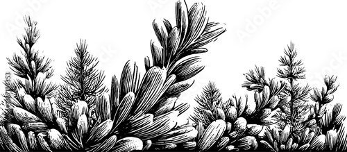 Winter botanical border with engraved decorative plant motifs for seasonal design