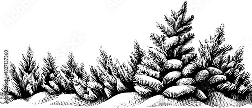 Engraved winter botanical border design for holiday cards and decorations
