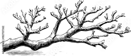 Decorative engraved winter branch corner illustration for seasonal design