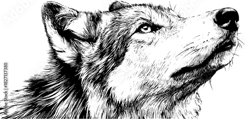 Engraved decorative illustration of a wolf head silhouette in three quarters view