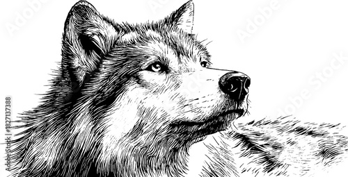 Engraved decorative wolf head illustration in three quarters view for design