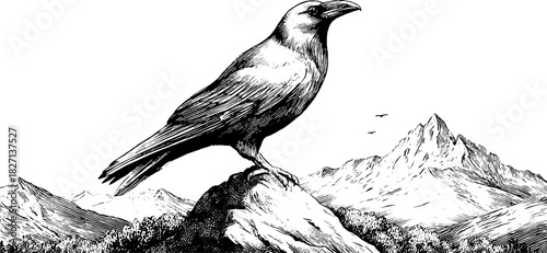 Vintage engraving of alpine raven perched on rocky mountain peak - nature illustration for retro decor