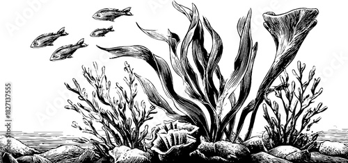 Engraved decorative aquatic banner with marine life and seaweed illustration for design