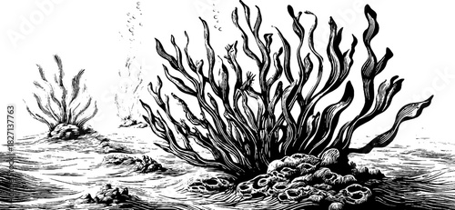 Engraved underwater scene with decorative seaweed and coral design for artistic projects