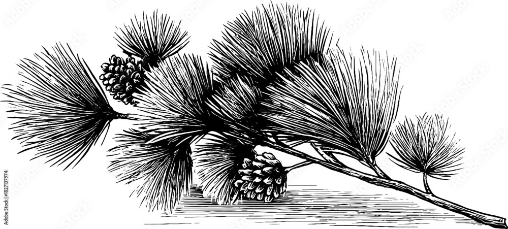 Obraz premium Engraved decorative illustration of fallen pine needles and cones for nature-themed design