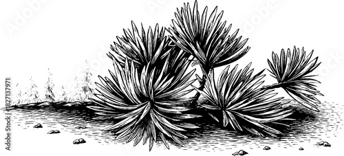 Engraved decorative illustration of fallen pine needles for nature-inspired designs