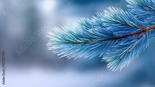 Close-up of a blue spruce tree branch covered in frost, set against a soft, blurred blue winter background. The lighting is cool and diffused, creating a serene