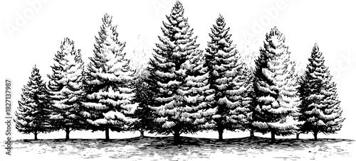 Vintage engraved illustration of fallen spruce trees silhouette for nature-inspired design