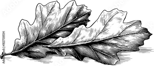 Elegant vintage oak leaves design for retro decor and artistic projects