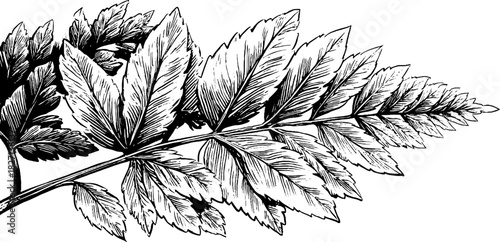 Decorative engraved illustration of overlapping wild fern leaves for botanical design