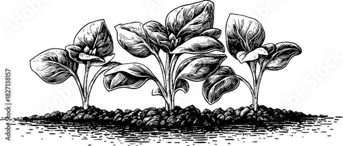 Engraved decorative illustration of roots and young shoots for nature design