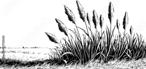 Engraved decorative illustration of tall meadow reeds swaying in the breeze
