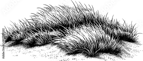 Intricate hand drawn engraving of tightly woven decorative dry grass for design use