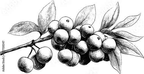 Decorative wild berry stems engraving illustration – vintage botanical art design