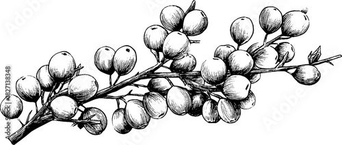 Engraved decorative illustration of intertwined wild berry stems for design projects