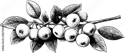 Intricate vintage engraving of intertwined wild berry stems for decorative design